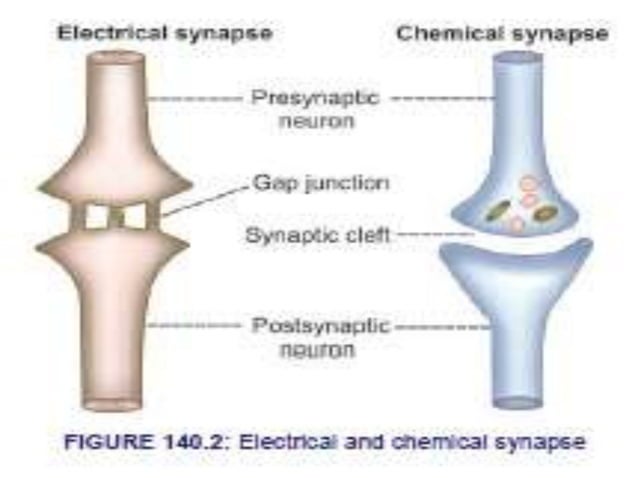 Synapses | PPT