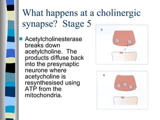 What happens at a cholinergic synapse?  Stage 5 Acetylcholinesterase breaks down acetylcholine.  The products diffuse back into the presynaptic neurone where acetycholine is resynthesised using ATP from the  mitochondria. 