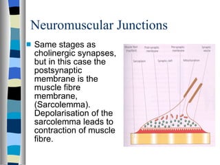 Neuromuscular Junctions Same stages as cholinergic synapses, but in this case the postsynaptic membrane is the muscle fibre membrane, (Sarcolemma).  Depolarisation of the sarcolemma leads to contraction of muscle fibre. 