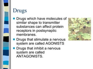 Drugs Drugs which have molecules of similar shape to transmitter substances can affect protein receptors in postsynaptic membranes. Drugs that stimulate a nervous system are called AGONISTS Drugs that inhibit a nervous system are called ANTAGONISTS. 