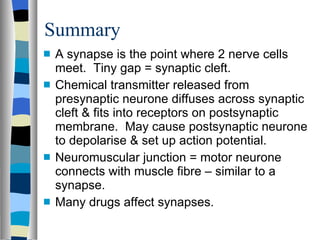 Summary A synapse is the point where 2 nerve cells meet.  Tiny gap = synaptic cleft. Chemical transmitter released from presynaptic neurone diffuses across synaptic cleft & fits into receptors on postsynaptic membrane.  May cause postsynaptic neurone to depolarise & set up action potential. Neuromuscular junction = motor neurone connects with muscle fibre – similar to a synapse. Many drugs affect synapses. 