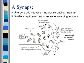 A Synapse Pre-synaptic neurone = neurone sending impulse Post-synaptic neurone = neurone receiving impulse 