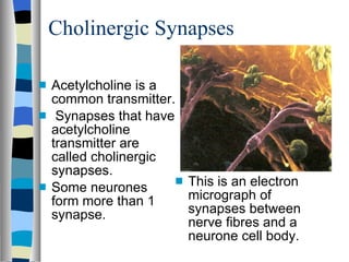 Cholinergic Synapses Acetylcholine is a common transmitter.  Synapses that have acetylcholine transmitter are called cholinergic synapses. Some neurones form more than 1 synapse. This is an electron micrograph of synapses between nerve fibres and a neurone cell body. 