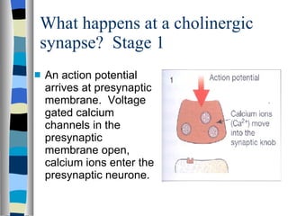 What happens at a cholinergic synapse?  Stage 1 An action potential arrives at presynaptic membrane.  Voltage gated calcium channels in the presynaptic membrane open, calcium ions enter the presynaptic neurone. 