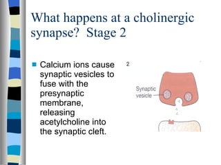 What happens at a cholinergic synapse?  Stage 2 Calcium ions cause synaptic vesicles to fuse with the presynaptic membrane, releasing acetylcholine into the synaptic cleft. 