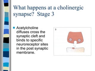 What happens at a cholinergic synapse?  Stage 3 Acetylcholine diffuses cross the synaptic cleft and binds to specific neuroreceptor sites in the post synaptic membrane. 