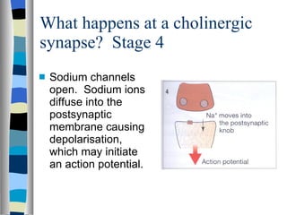 What happens at a cholinergic synapse?  Stage 4 Sodium channels open.  Sodium ions diffuse into the postsynaptic membrane causing depolarisation, which may initiate an action potential. 