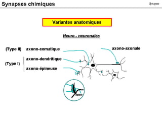 Synapses Chimiques