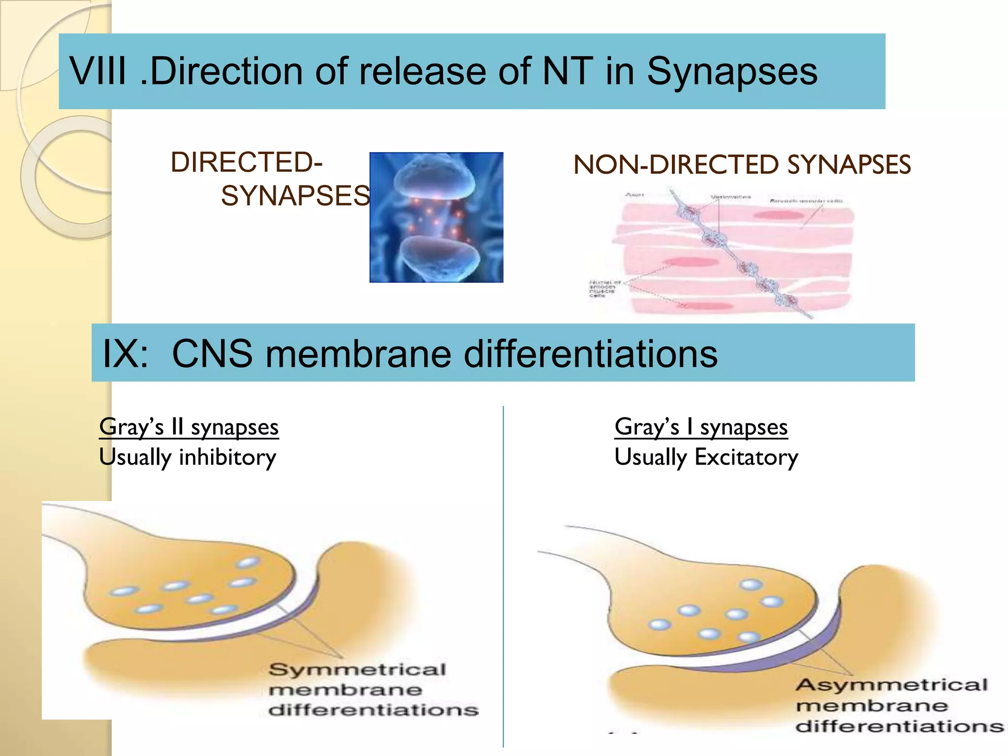 VIII .Direction of release of NT in Synapses
DIRECTED-
SYNAPSES
NON-DIRECTED SYNAPSES
Gray’s I synapses
Usually Excitatory
IX: CNS membrane differentiations
Gray’s II synapses
Usually inhibitory
 