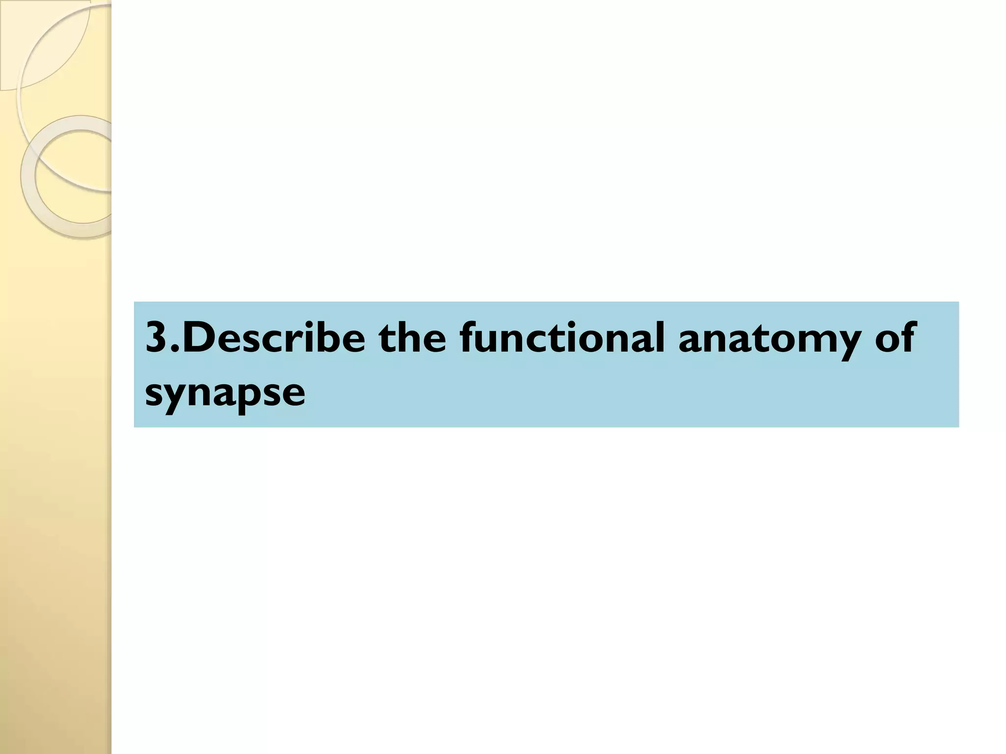 3.Describe the functional anatomy of
synapse
 