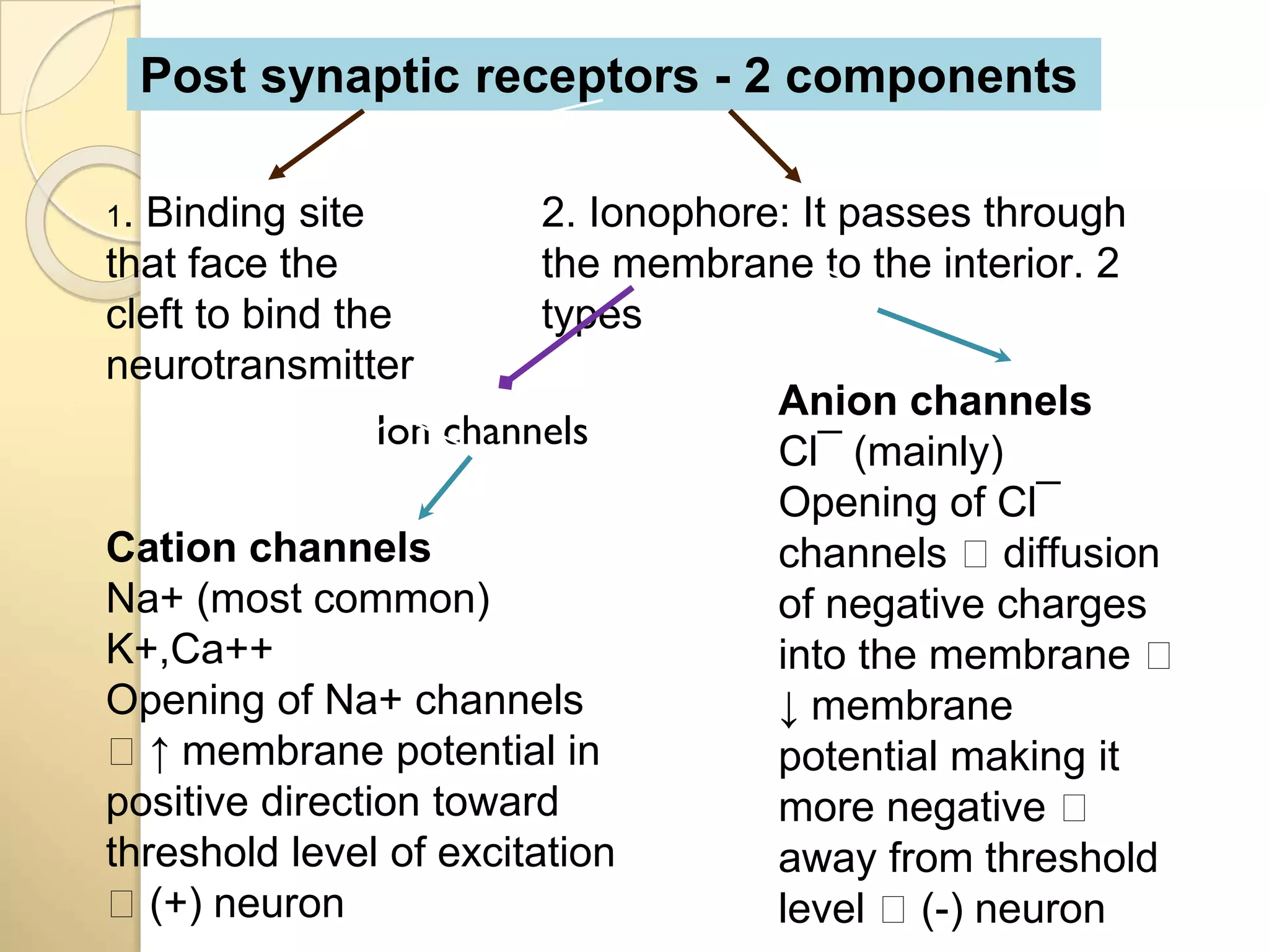 Post synaptic receptors - 2 components
1. Binding site
that face the
cleft to bind the
neurotransmitter
2. Ionophore: It passes through
the membrane to the interior. 2
types
Ion channels
Cation channels
Na+ (most common)
K+,Ca++
Opening of Na+ channels
🡪 ↑ membrane potential in
positive direction toward
threshold level of excitation
🡪 (+) neuron
Anion channels
Cl¯ (mainly)
Opening of Cl¯
channels 🡪 diffusion
of negative charges
into the membrane 🡪
↓ membrane
potential making it
more negative 🡪
away from threshold
level 🡪 (-) neuron
 