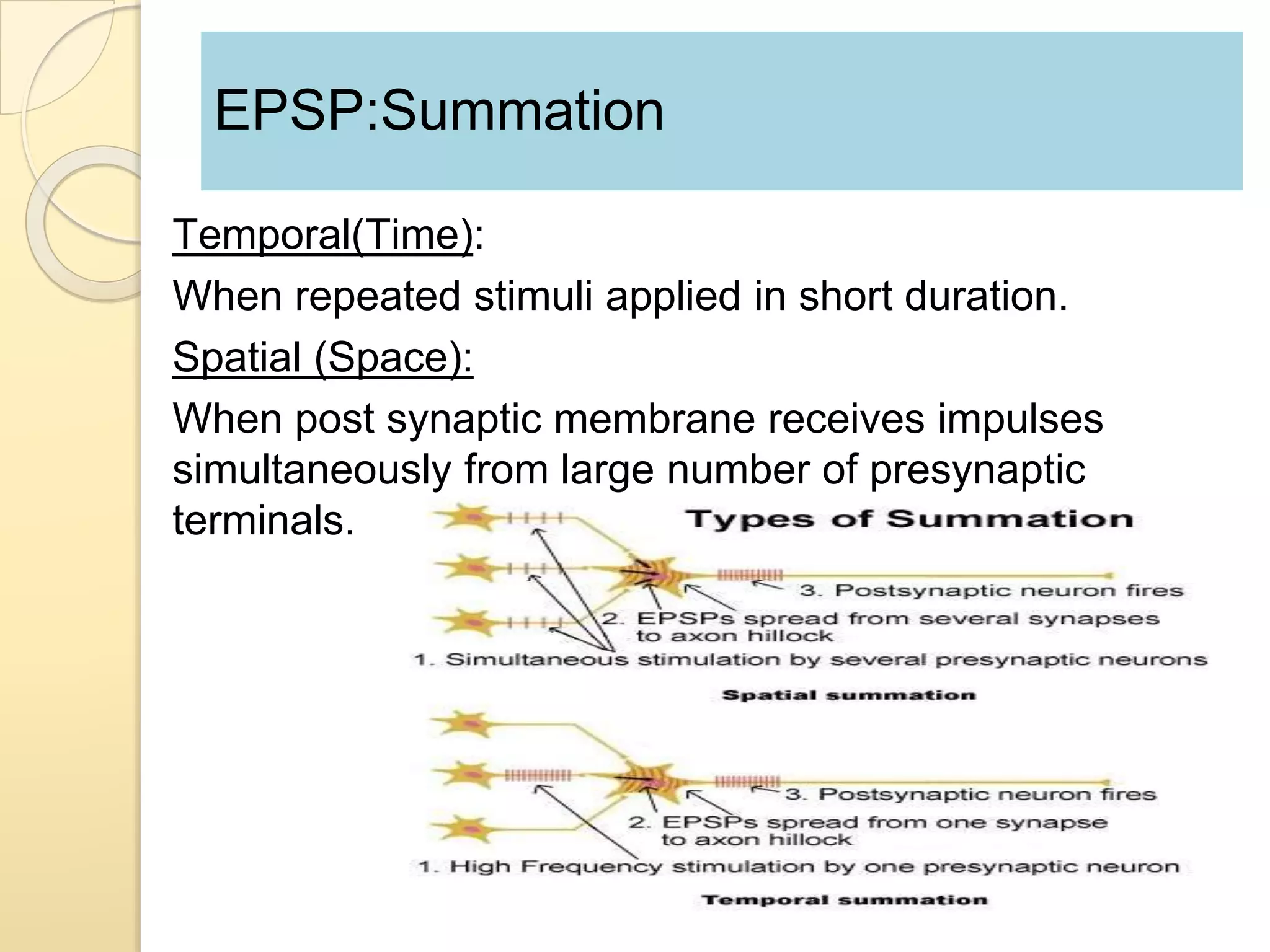 EPSP:Summation
Temporal(Time):
When repeated stimuli applied in short duration.
Spatial (Space):
When post synaptic membrane receives impulses
simultaneously from large number of presynaptic
terminals.
 