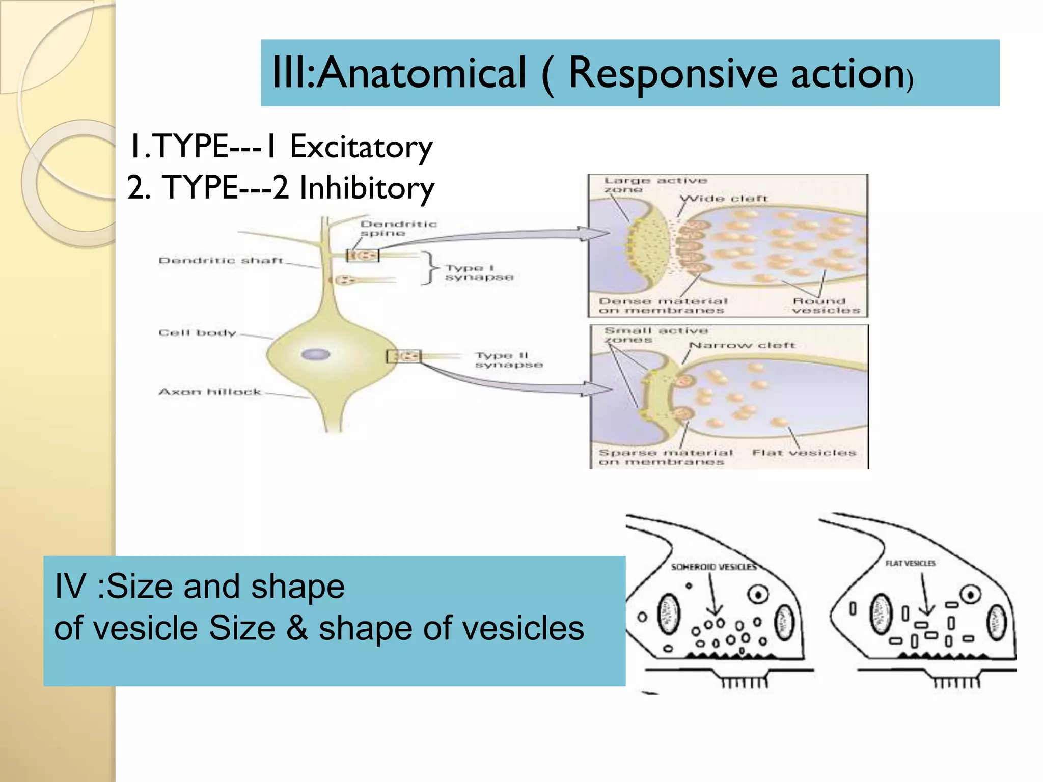 IV :Size and shape
of vesicle Size & shape of vesicles
1.TYPE---1 Excitatory
2. TYPE---2 Inhibitory
III:Anatomical ( Responsive action)
 