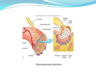 Neuromuscular Junction
 