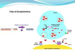 Fate of Acetylcholine
 