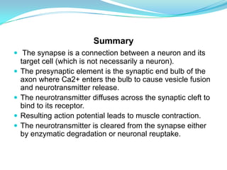 Summary
 The synapse is a connection between a neuron and its
target cell (which is not necessarily a neuron).
 The presynaptic element is the synaptic end bulb of the
axon where Ca2+ enters the bulb to cause vesicle fusion
and neurotransmitter release.
 The neurotransmitter diffuses across the synaptic cleft to
bind to its receptor.
 Resulting action potential leads to muscle contraction.
 The neurotransmitter is cleared from the synapse either
by enzymatic degradation or neuronal reuptake.
 