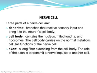 NERVE CELL
Three parts of a nerve cell are:
o dendrites: branches that receive sensory input and
bring it to the neuron’s cell body;
o cell body: contains the nucleus, mitochondria, and
ribosomes. The cell body carries on the normal metabolic
cellular functions of the nerve cell.
o axon: a long fiber extending from the cell body. The role
of the axon is to transmit a nerve impulse to another cell.
http://highered.mcgraw-hill.com/sites/dl/free/0073403474/858357/answers2e_ch25.doc.
 