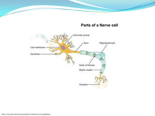 Parts of a Nerve cell
http://cnx.org/content/m44731/latest/?collection=col11448/latest
 