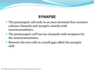 SYNAPSE
 The presynaptic cell ends in an axon terminal that contains
calcium channels and synaptic vesicles with
neurotransmitters.
 The postsynaptic cell has ion channels with receptors for
the neurotransmitters.
 Between the two cells is a small gap called the synaptic
cleft.
http://highered.mcgraw-hill.com/sites/dl/free/0073403474/858357/answers2e_ch25.doc.
 