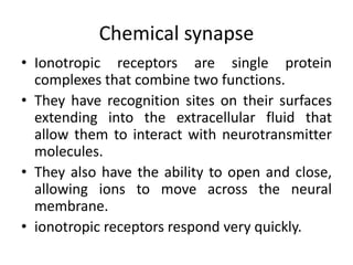 Chemical synapse 
• Ionotropic receptors are single protein 
complexes that combine two functions. 
• They have recognition sites on their surfaces 
extending into the extracellular fluid that 
allow them to interact with neurotransmitter 
molecules. 
• They also have the ability to open and close, 
allowing ions to move across the neural 
membrane. 
• ionotropic receptors respond very quickly. 
 