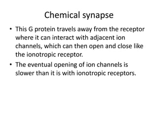 Chemical synapse 
• This G protein travels away from the receptor 
where it can interact with adjacent ion 
channels, which can then open and close like 
the ionotropic receptor. 
• The eventual opening of ion channels is 
slower than it is with ionotropic receptors. 
 
