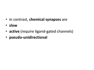 • in contrast, chemical synapses are 
• slow 
• active (require ligand-gated channels) 
• pseudo-unidirectional 
 