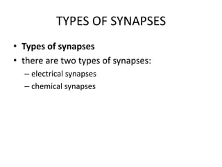 TYPES OF SYNAPSES 
• Types of synapses 
• there are two types of synapses: 
– electrical synapses 
– chemical synapses 
 