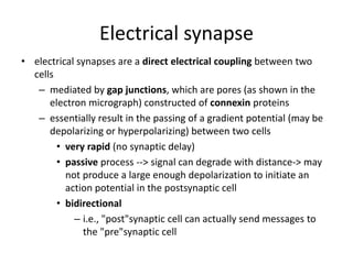 Electrical synapse 
• electrical synapses are a direct electrical coupling between two 
cells 
– mediated by gap junctions, which are pores (as shown in the 
electron micrograph) constructed of connexin proteins 
– essentially result in the passing of a gradient potential (may be 
depolarizing or hyperpolarizing) between two cells 
• very rapid (no synaptic delay) 
• passive process --> signal can degrade with distance-> may 
not produce a large enough depolarization to initiate an 
action potential in the postsynaptic cell 
• bidirectional 
– i.e., "post"synaptic cell can actually send messages to 
the "pre"synaptic cell 
 