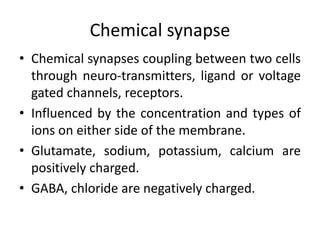 Chemical synapse 
• Chemical synapses coupling between two cells 
through neuro-transmitters, ligand or voltage 
gated channels, receptors. 
• Influenced by the concentration and types of 
ions on either side of the membrane. 
• Glutamate, sodium, potassium, calcium are 
positively charged. 
• GABA, chloride are negatively charged. 
 