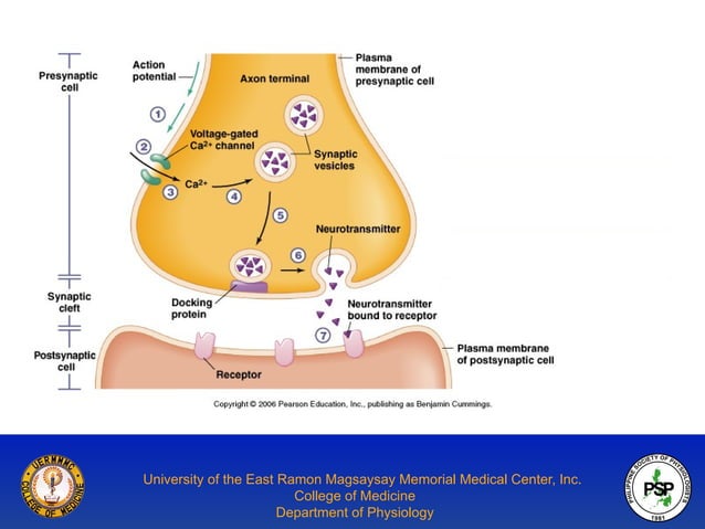 Overview of Synaptic Physiology: Types, Steps and Neurotransmitters | PPT