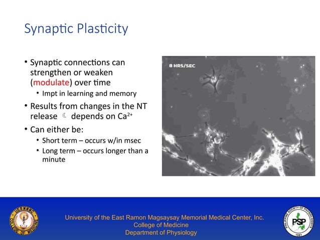 Overview of Synaptic Physiology: Types, Steps and Neurotransmitters | PPT