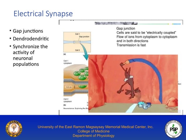 Overview of Synaptic Physiology: Types, Steps and Neurotransmitters | PPT