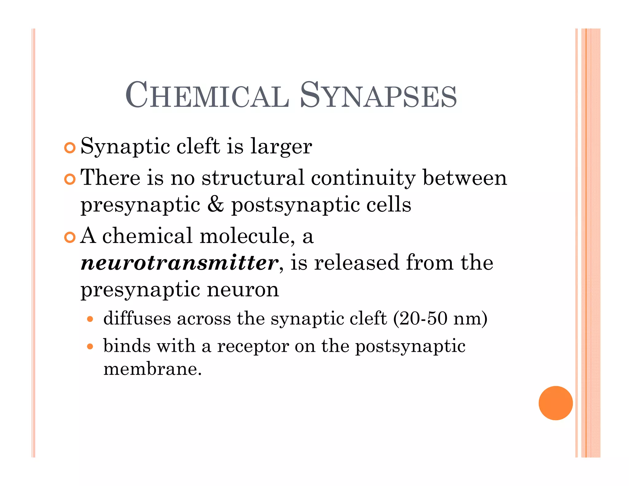CHEMICAL SYNAPSES
CHEMICAL SYNAPSES
 Synaptic cleft is larger
 Synaptic cleft is larger
 There is no structural continuity between
presynaptic & postsynaptic cells
p y p p y p
 A chemical molecule, a
neurotransmitter, is released from the
presynaptic neuron
 diffuses across the synaptic cleft (20-50 nm)
 binds with a receptor on the postsynaptic
membrane.
 