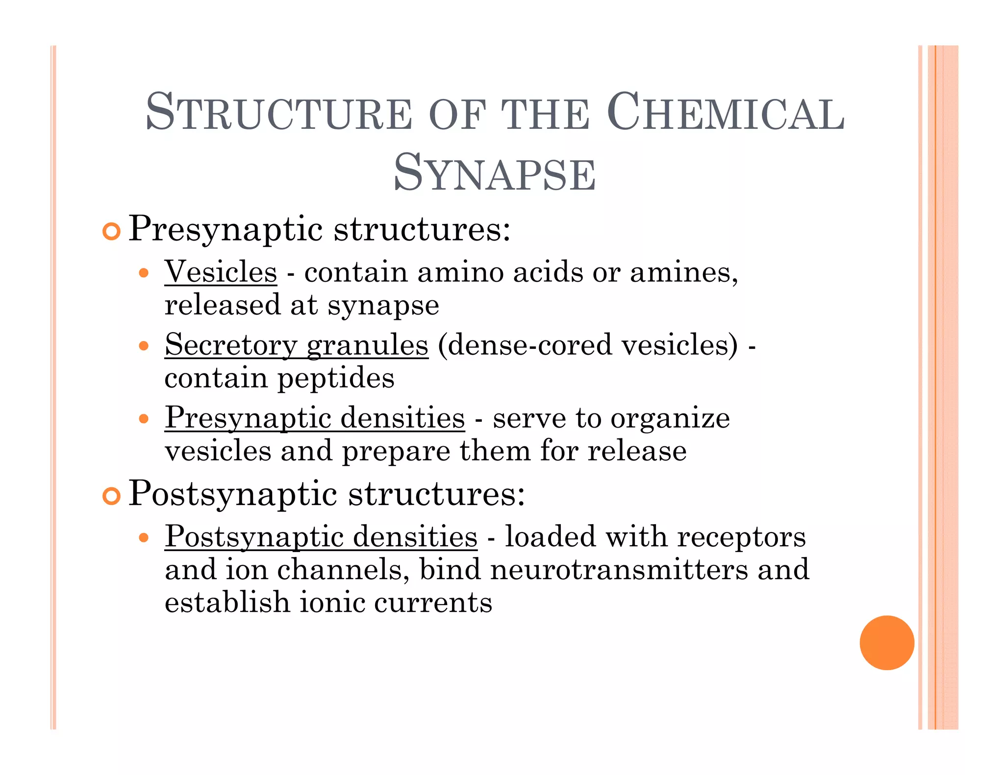STRUCTURE OF THE CHEMICAL
SYNAPSE
 Presynaptic structures:
y p
 Vesicles - contain amino acids or amines,
released at synapse
S t l (d d i l )
 Secretory granules (dense-cored vesicles) -
contain peptides
 Presynaptic densities - serve to organize
vesicles and prepare them for release
 Postsynaptic structures:
 Postsynaptic densities loaded with receptors
 Postsynaptic densities - loaded with receptors
and ion channels, bind neurotransmitters and
establish ionic currents
 