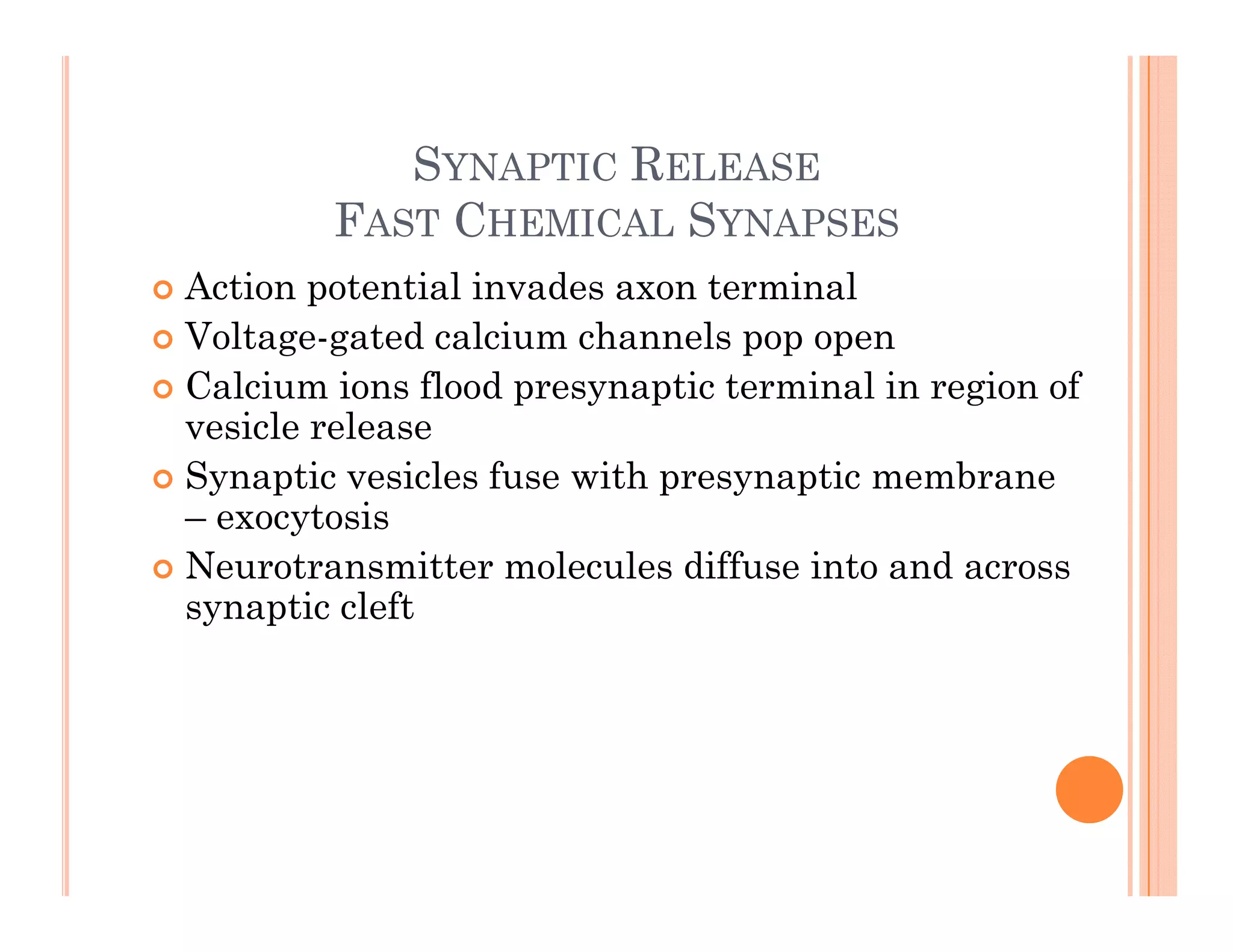 SYNAPTIC RELEASE
SYNAPTIC RELEASE
FAST CHEMICAL SYNAPSES
 Action potential invades axon terminal
 Action potential invades axon terminal
 Voltage-gated calcium channels pop open
 Calcium ions flood presynaptic terminal in region of
i l l
vesicle release
 Synaptic vesicles fuse with presynaptic membrane
– exocytosis
y
 Neurotransmitter molecules diffuse into and across
synaptic cleft
 