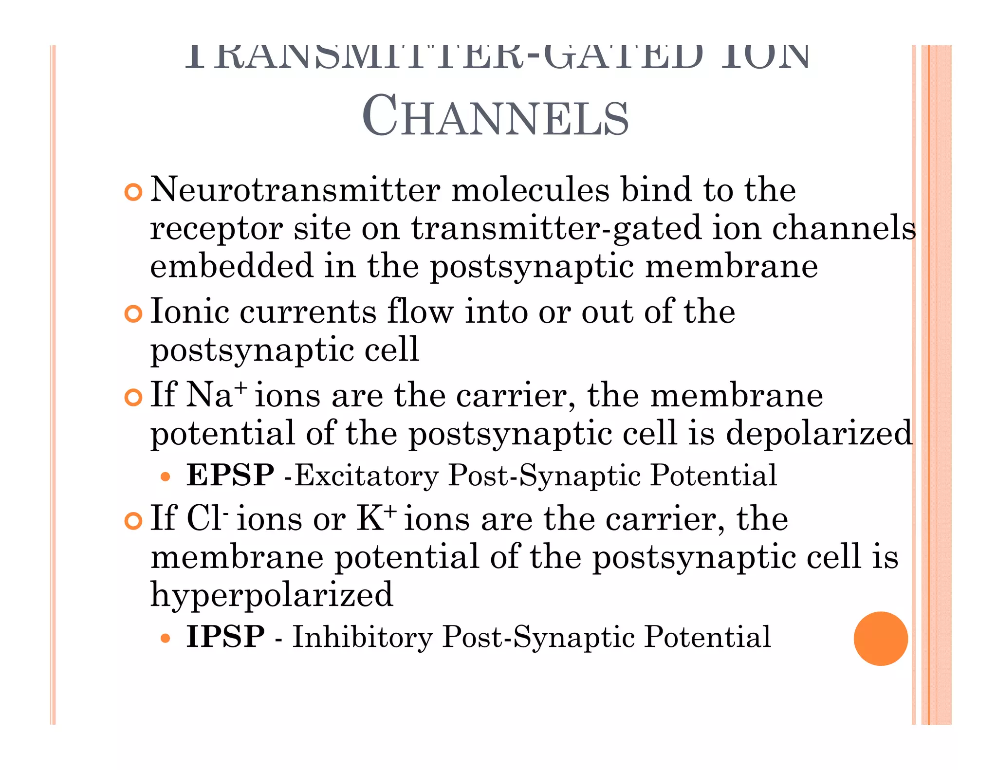 TRANSMITTER-GATED ION
CHANNELS
 Neurotransmitter molecules bind to the
receptor site on transmitter-gated ion channels
ecepto s te o t a s tte gated o c a e s
embedded in the postsynaptic membrane
 Ionic currents flow into or out of the
i ll
postsynaptic cell
 If Na+ ions are the carrier, the membrane
potential of the postsynaptic cell is depolarized
potential of the postsynaptic cell is depolarized
 EPSP -Excitatory Post-Synaptic Potential
 If Cl- ions or K+ ions are the carrier, the
C o s o o s a e e ca e , e
membrane potential of the postsynaptic cell is
hyperpolarized
IPSP I hibi P S i P i l
 IPSP - Inhibitory Post-Synaptic Potential
 