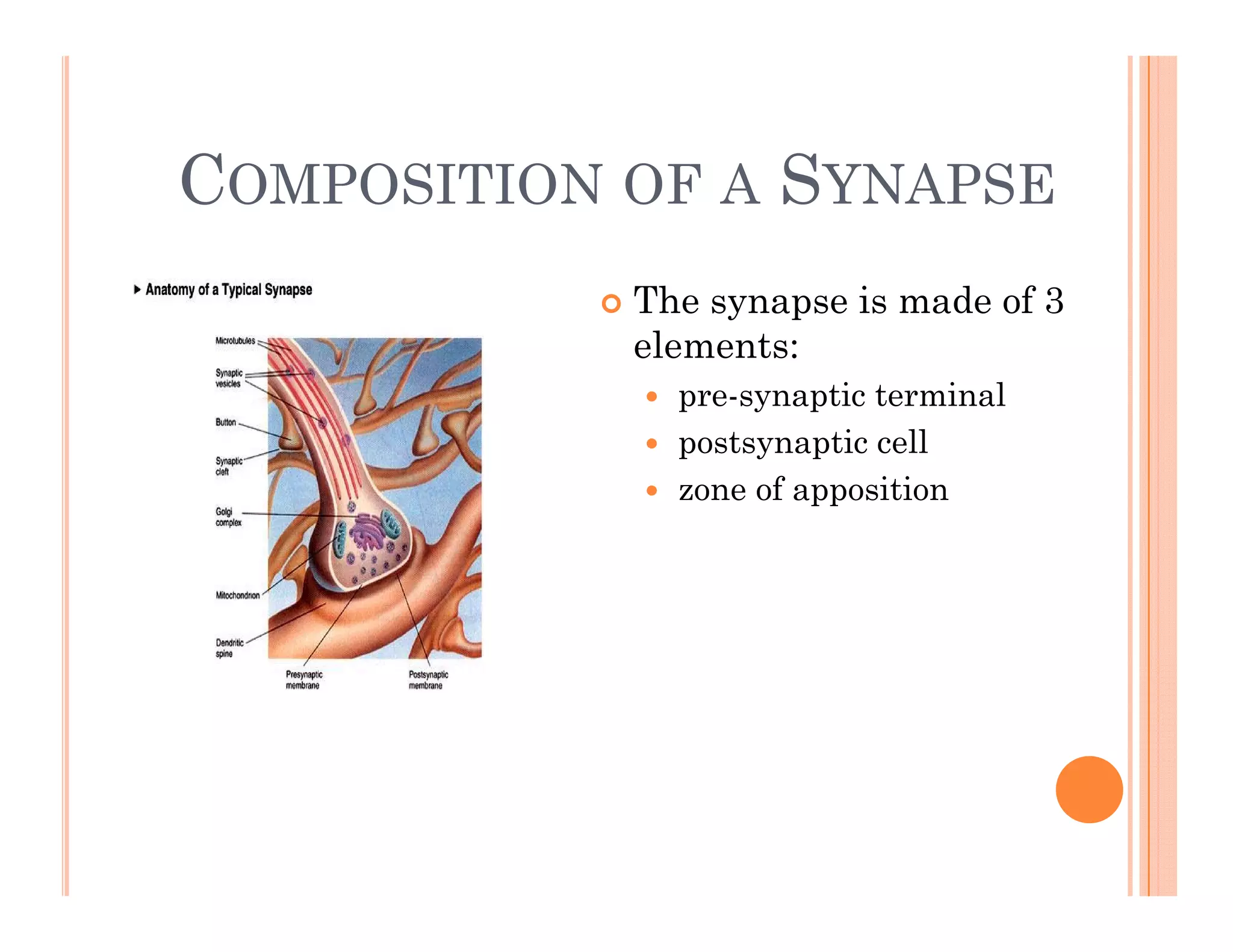 COMPOSITION OF A SYNAPSE
COMPOSITION OF A SYNAPSE
 The s napse is made of 3
 The synapse is made of 3
elements:
 pre-synaptic terminal
 postsynaptic cell
 zone of apposition
 