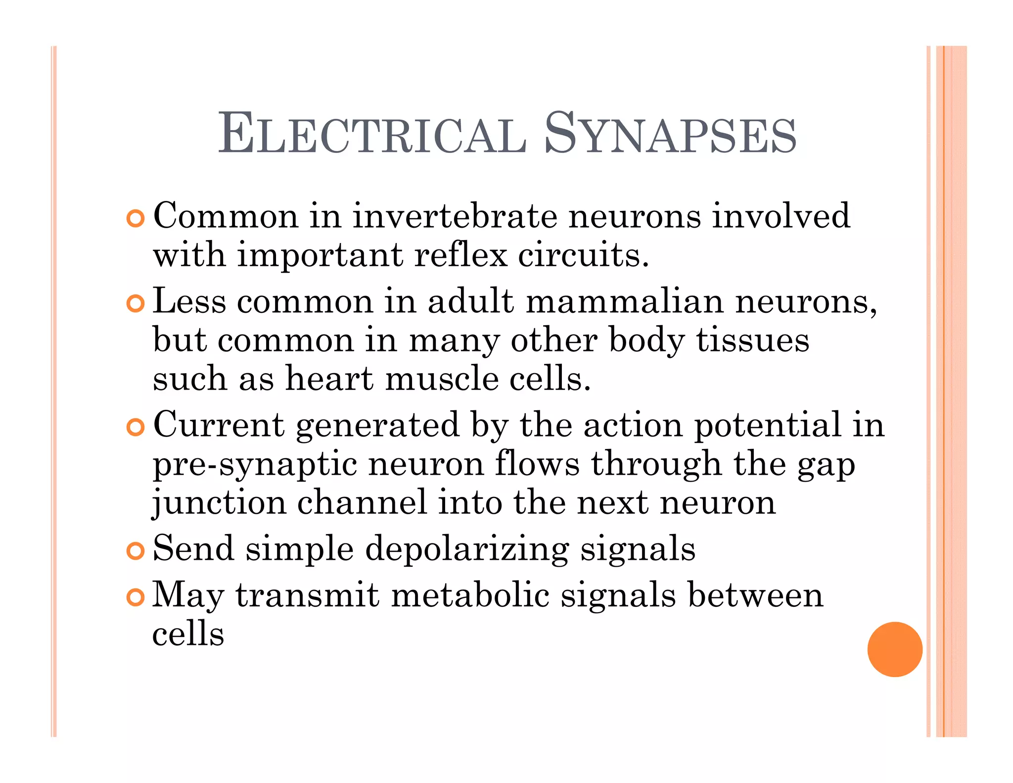 ELECTRICAL SYNAPSES
ELECTRICAL SYNAPSES
 Common in invertebrate neurons involved
ith i t t fl i it
with important reflex circuits.
 Less common in adult mammalian neurons,
but common in many other body tissues
but common in many other body tissues
such as heart muscle cells.
 Current generated by the action potential in
g y p
pre-synaptic neuron flows through the gap
junction channel into the next neuron
S d i l d l i i i l
 Send simple depolarizing signals
 May transmit metabolic signals between
cells
cells
 