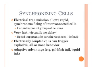 SYNCHRONIZING CELLS
SYNCHRONIZING CELLS
 Electrical transmission allows rapid,
synchronous firing of interconnected cells
 Can interconnect groups of neurons
 Very fast; virtually no delay
 Speed important for certain responses - defense
El i ll l d ll i
 Electrically coupled cells can trigger
explosive, all or none behavior
Ad ti d t ( ldfi h t il id
 Adaptive advantage (e.g. goldfish tail, squid
ink)
 