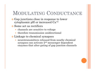 MODULATING CONDUCTANCE
MODULATING CONDUCTANCE
 Gap junctions close in response to lower
cytoplasmic pH or increased Ca+2
cytoplasmic pH or increased Ca
 Some act as rectifiers
 channels are sensitive to voltage
h f i i idi i l
 therefore transmission unidirectional
 Linkage to chemical synapses
 neurotransmitters released from nearby chemical
y
synapses can activate 2nd messenger dependent
enzymes that alter gating of gap junction channels
 