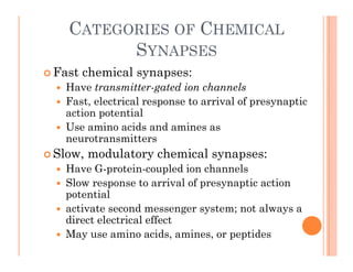 CATEGORIES OF CHEMICAL
SYNAPSES
SYNAPSES
 Fast chemical synapses:
H t itt t d i h l
 Have transmitter-gated ion channels
 Fast, electrical response to arrival of presynaptic
action potential
 Use amino acids and amines as
neurotransmitters
 Slow modulatory chemical synapses:
 Slow, modulatory chemical synapses:
 Have G-protein-coupled ion channels
 Slow response to arrival of presynaptic action
p p y p
potential
 activate second messenger system; not always a
direct electrical effect
direct electrical effect
 May use amino acids, amines, or peptides
 