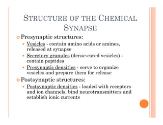 STRUCTURE OF THE CHEMICAL
SYNAPSE
 Presynaptic structures:
y p
 Vesicles - contain amino acids or amines,
released at synapse
S t l (d d i l )
 Secretory granules (dense-cored vesicles) -
contain peptides
 Presynaptic densities - serve to organize
vesicles and prepare them for release
 Postsynaptic structures:
 Postsynaptic densities loaded with receptors
 Postsynaptic densities - loaded with receptors
and ion channels, bind neurotransmitters and
establish ionic currents
 