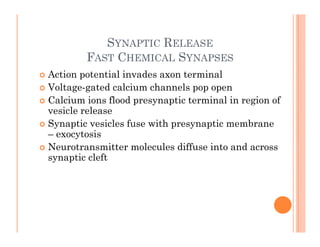 SYNAPTIC RELEASE
SYNAPTIC RELEASE
FAST CHEMICAL SYNAPSES
 Action potential invades axon terminal
 Action potential invades axon terminal
 Voltage-gated calcium channels pop open
 Calcium ions flood presynaptic terminal in region of
i l l
vesicle release
 Synaptic vesicles fuse with presynaptic membrane
– exocytosis
y
 Neurotransmitter molecules diffuse into and across
synaptic cleft
 