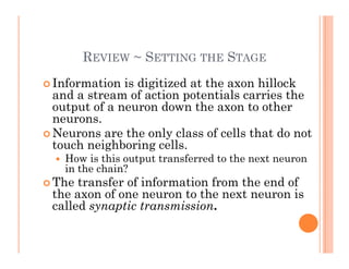 REVIEW ~ SETTING THE STAGE
 Information is digitized at the axon hillock
 Information is digitized at the axon hillock
and a stream of action potentials carries the
output of a neuron down the axon to other
neurons
neurons.
 Neurons are the only class of cells that do not
touch neighboring cells.
 How is this output transferred to the next neuron
in the chain?
 The transfer of information from the end of
 The transfer of information from the end of
the axon of one neuron to the next neuron is
called synaptic transmission.
 