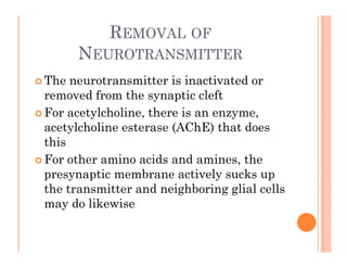 REMOVAL OF
NEUROTRANSMITTER
NEUROTRANSMITTER
 The neurotransmitter is inactivated or
 The neurotransmitter is inactivated or
removed from the synaptic cleft
 For acetylcholine, there is an enzyme,
y , y ,
acetylcholine esterase (AChE) that does
this
 For other amino acids and amines, the
presynaptic membrane actively sucks up
h i d i hb i li l ll
the transmitter and neighboring glial cells
may do likewise
 