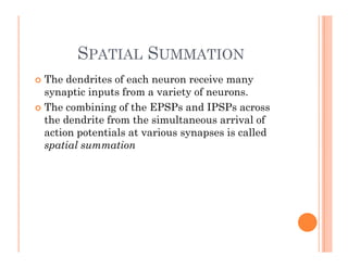 SPATIAL SUMMATION
SPATIAL SUMMATION
 The dendrites of each neuron receive many
y
synaptic inputs from a variety of neurons.
 The combining of the EPSPs and IPSPs across
th d d it f th i lt i l f
the dendrite from the simultaneous arrival of
action potentials at various synapses is called
spatial summation
 