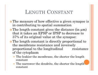 LENGTH CONSTANT
G CO S
 The measure of how effective a given synapse is
in contributing to spatial summation
 The length constant gives the distance (in µm)
that it take a EPSP o IPSP to dec ea e to
that it takes an EPSP or IPSP to decrease to
37% of its original value at the synapse:
 The length constant is directly proportional to
 The length constant is directly proportional to
the membrane resistance and inversely
proportional to the longitudinal resistance
f th t l
of the cytoplasm
 The leakier the membrane, the shorter the length
constant
 The narrower the dendrite, the shorter the length
constant
 