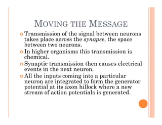 MOVING THE MESSAGE
MOVING THE MESSAGE
 Transmission of the signal between neurons
takes place across the synapse the space
takes place across the synapse, the space
between two neurons.
 In higher organisms this transmission is
chemical.
 Synaptic transmission then causes electrical
events in the next neuron
events in the next neuron.
 All the inputs coming into a particular
neuron are integrated to form the generator
potential at its a on hillock here a ne
potential at its axon hillock where a new
stream of action potentials is generated.
 