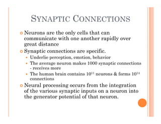 SYNAPTIC CONNECTIONS
 Neurons are the only cells that can
communicate with one another rapidly over
communicate with one another rapidly over
great distance
 Synaptic connections are specific.
 Underlie perception, emotion, behavior
 The average neuron makes 1000 synaptic connections
- receives more
 The human brain contains 1011 neurons & forms 1014
connections
 Neural processing occurs from the integration
 Neural processing occurs from the integration
of the various synaptic inputs on a neuron into
the generator potential of that neuron.
 