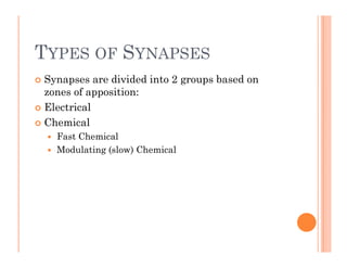 TYPES OF SYNAPSES
TYPES OF SYNAPSES
 Synapses are divided into 2 groups based on
y p g p
zones of apposition:
 Electrical
 Chemical
 Fast Chemical
 Modulating (slow) Chemical
 Modulating (slow) Chemical
 